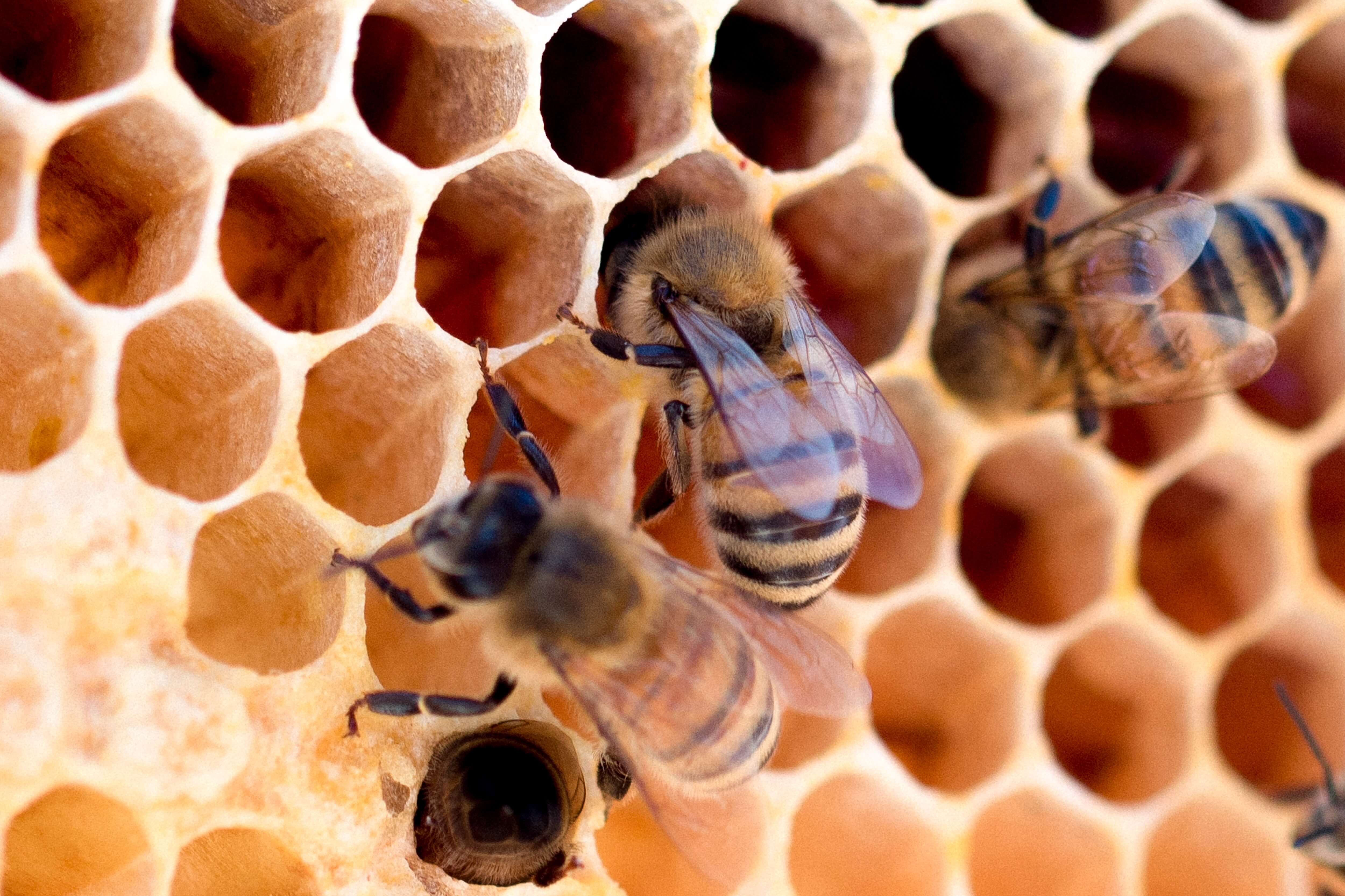 Monson's Honey & Pollination Partners with BeeHero to Revolutionize Australian Beekeeping Industry