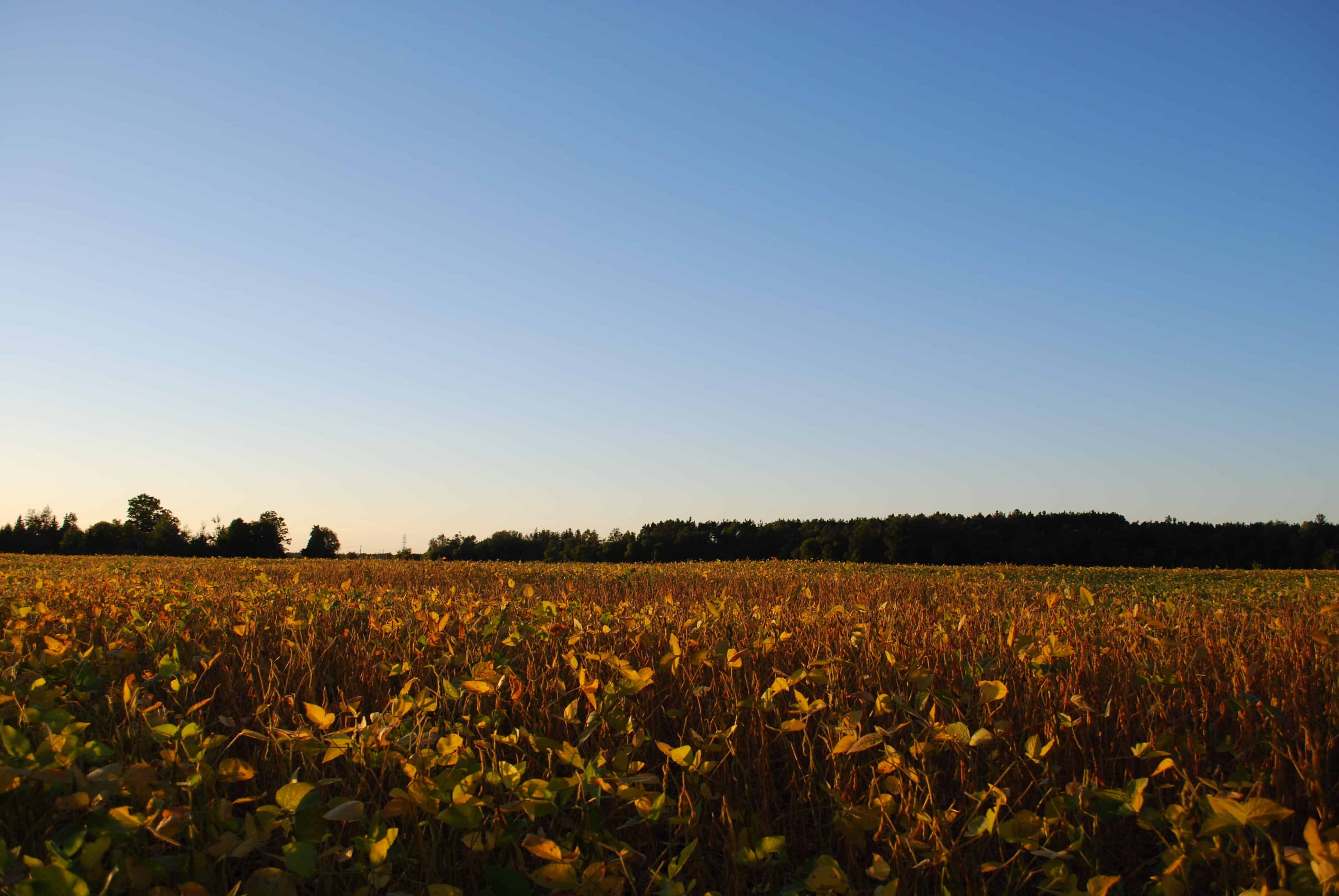 "Good in Every Grain" Launches STEM Program for Ontario Grade 3 Classrooms