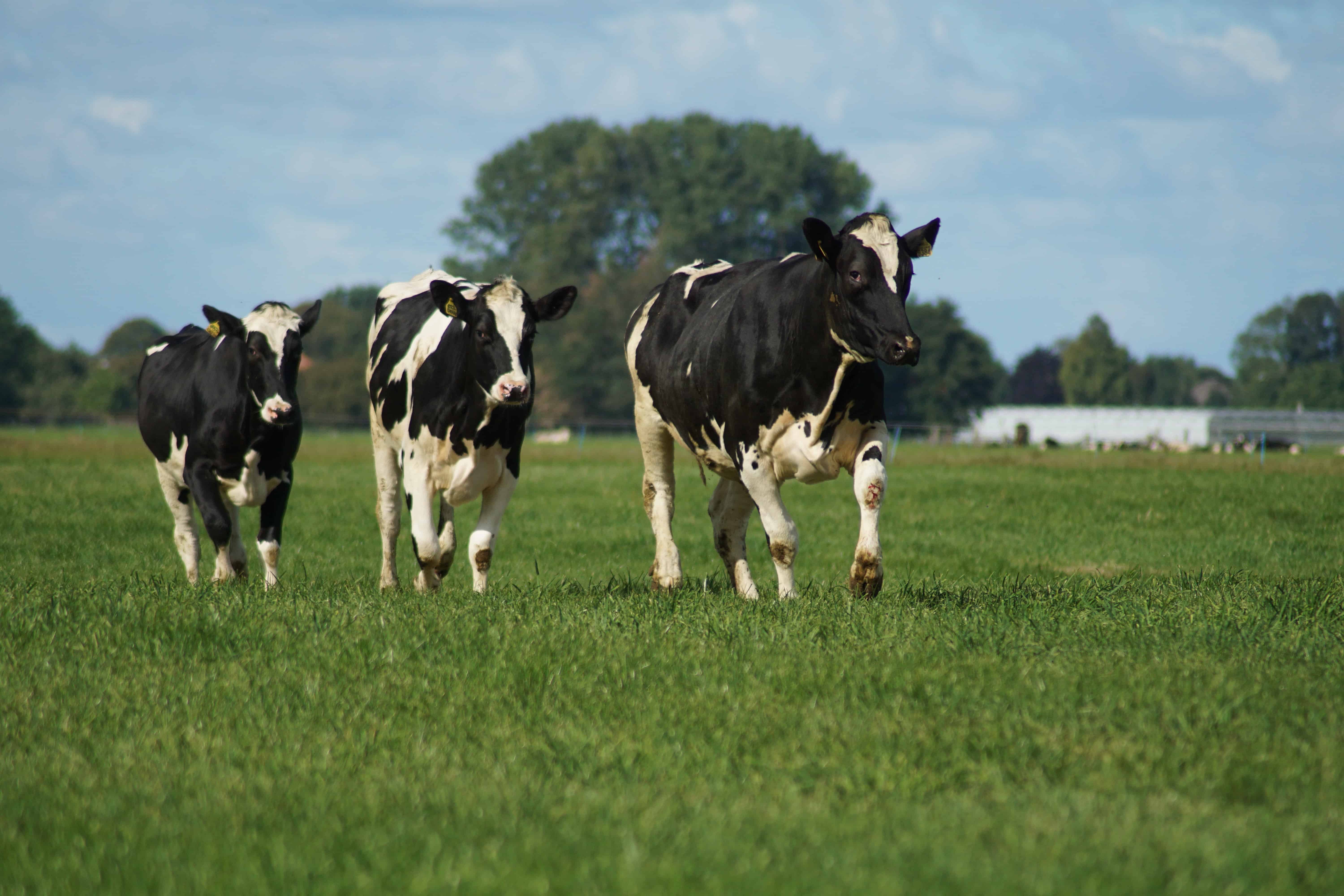 Provektor to Install Large Rooftop Solar Panels for Åkerholmen Lantbruk Dairy Farm in Falköping