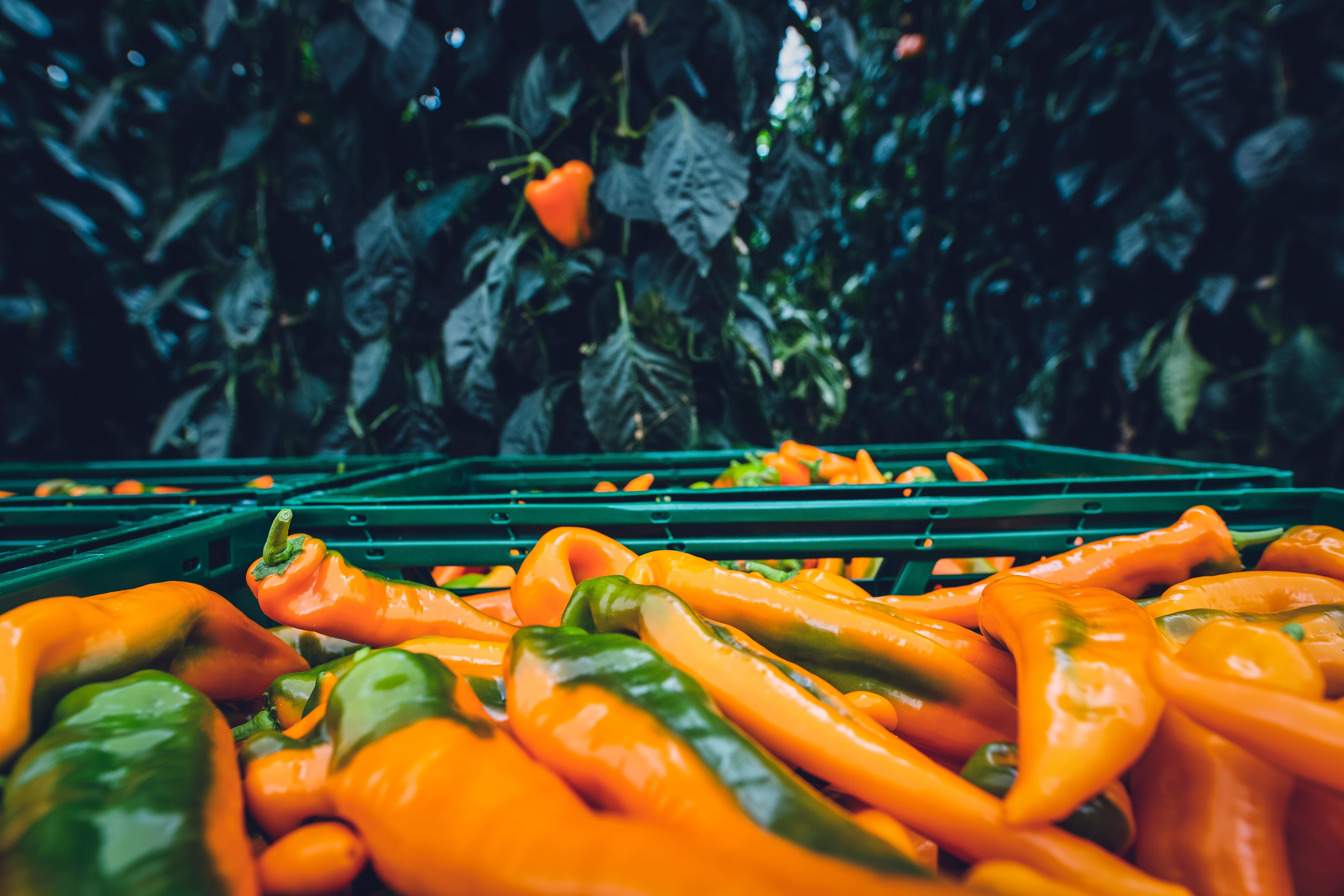 uc-santa-cruz-secures-nearly-1m-in-usda-grants-for-agtech-projects