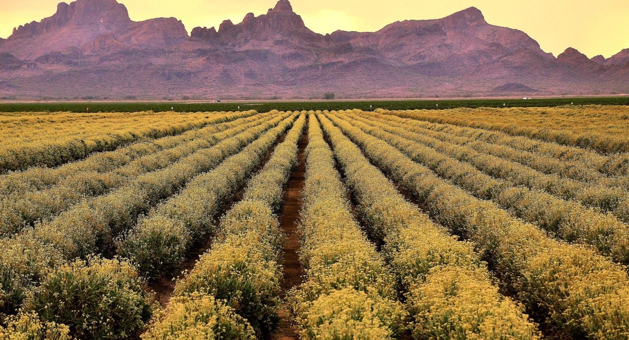 Biodel Ag, Inc. has secured Series A financing led by Pangaea Ventures to advance regenerative agriculture solutions.