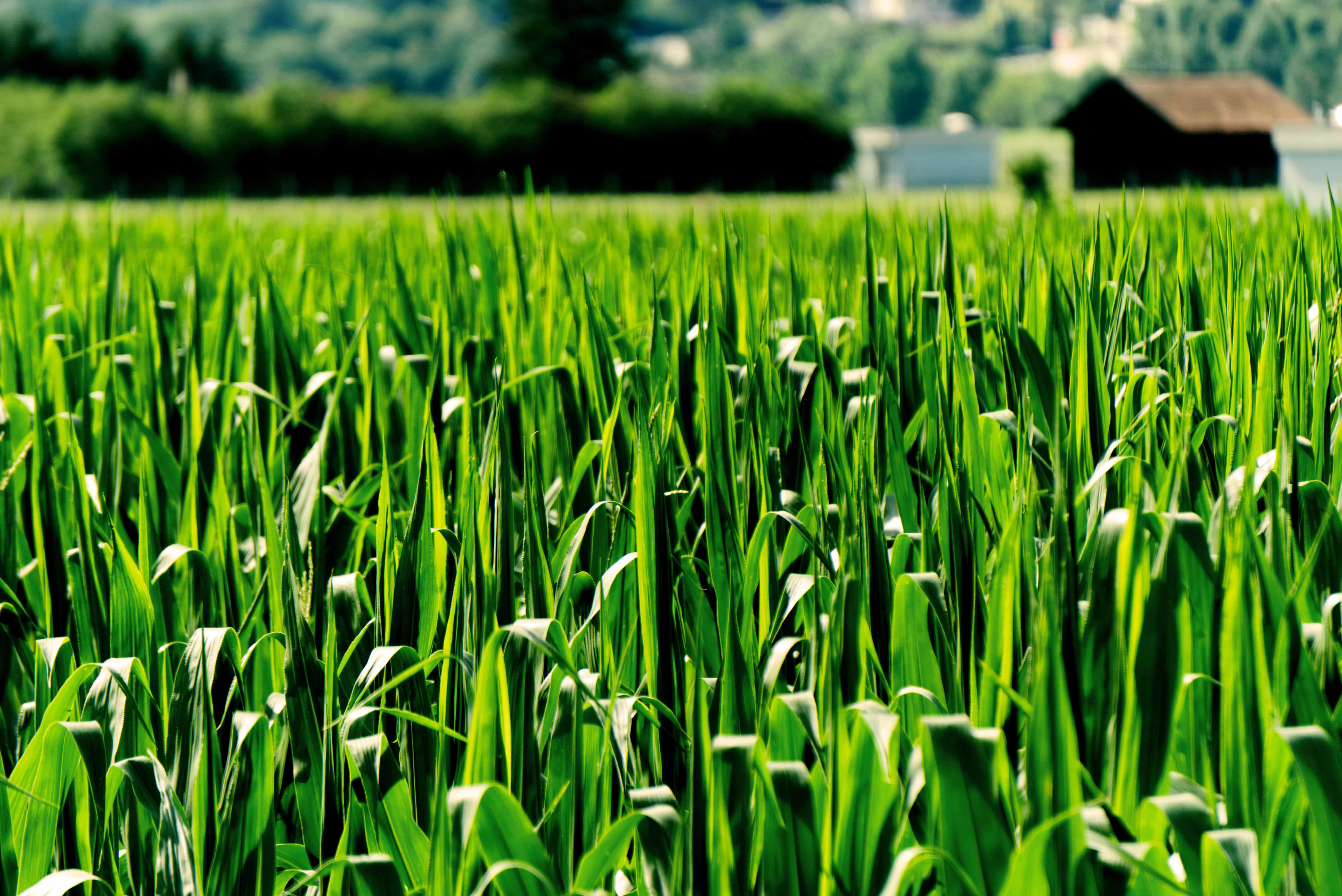 Altamont Capital Partners Sells Douglas Products to Brightstar Capital Partners. Plant Science; AgTech; AgriTech; Pest Control