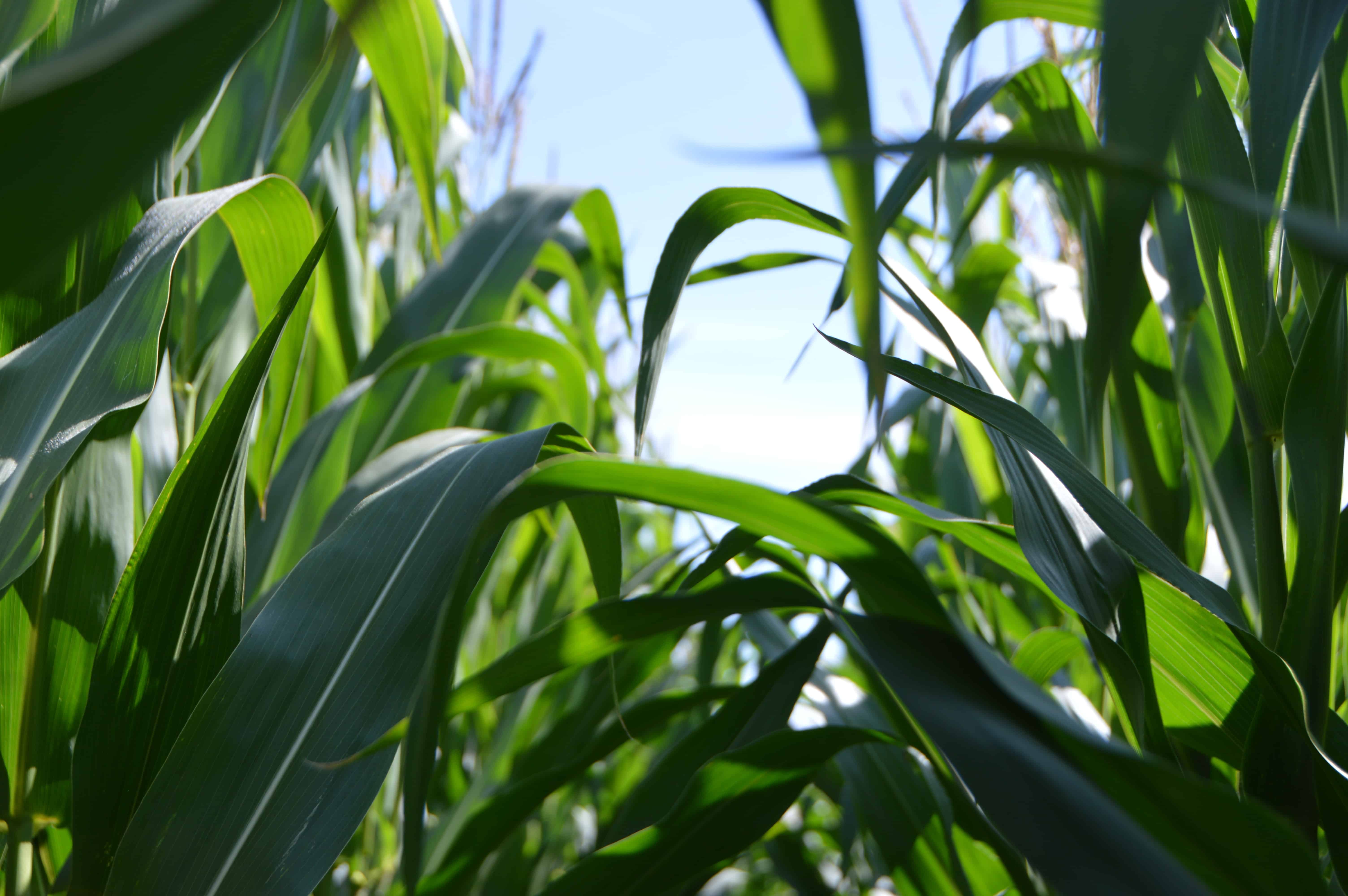 The Inflation Reduction Act's Limit on Ag Conservation. AgTech; Agriculture; Farming