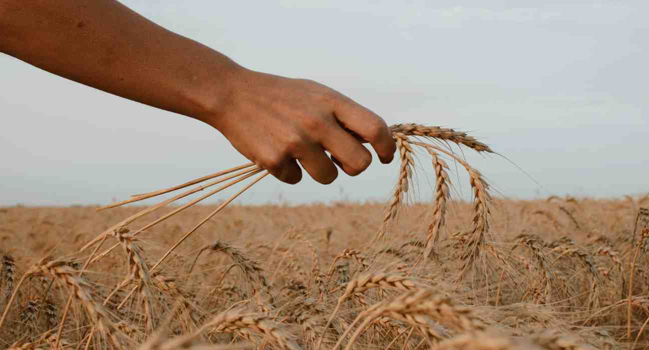Global Scientists Unlock Secrets of Ancient Wheat to Enhance Future Crop Resilience