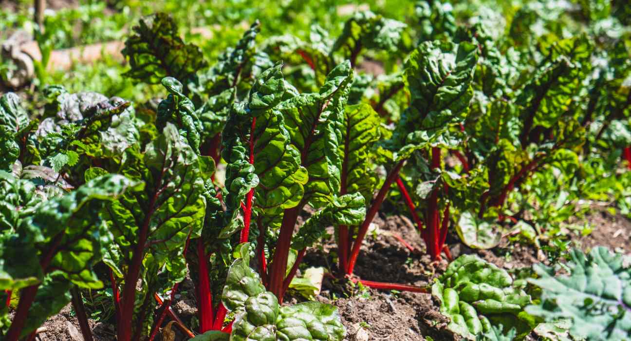 The Organic Trade Association announces Tom Chapman and Matthew Dillon as its new co-CEOs as it strives to broaden its action.