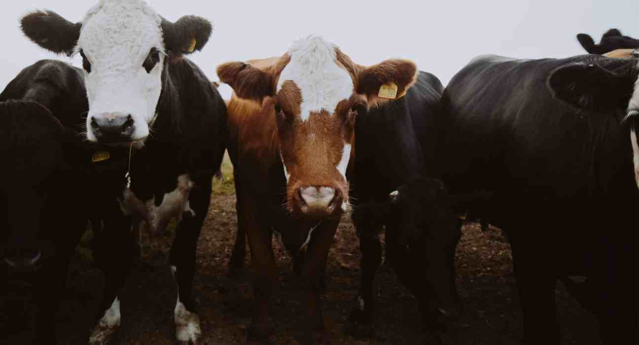CalfSolution S.A. partners with HerdWhistle Technologies to introduce advanced livestock tracking in Panama and Costa Rica.