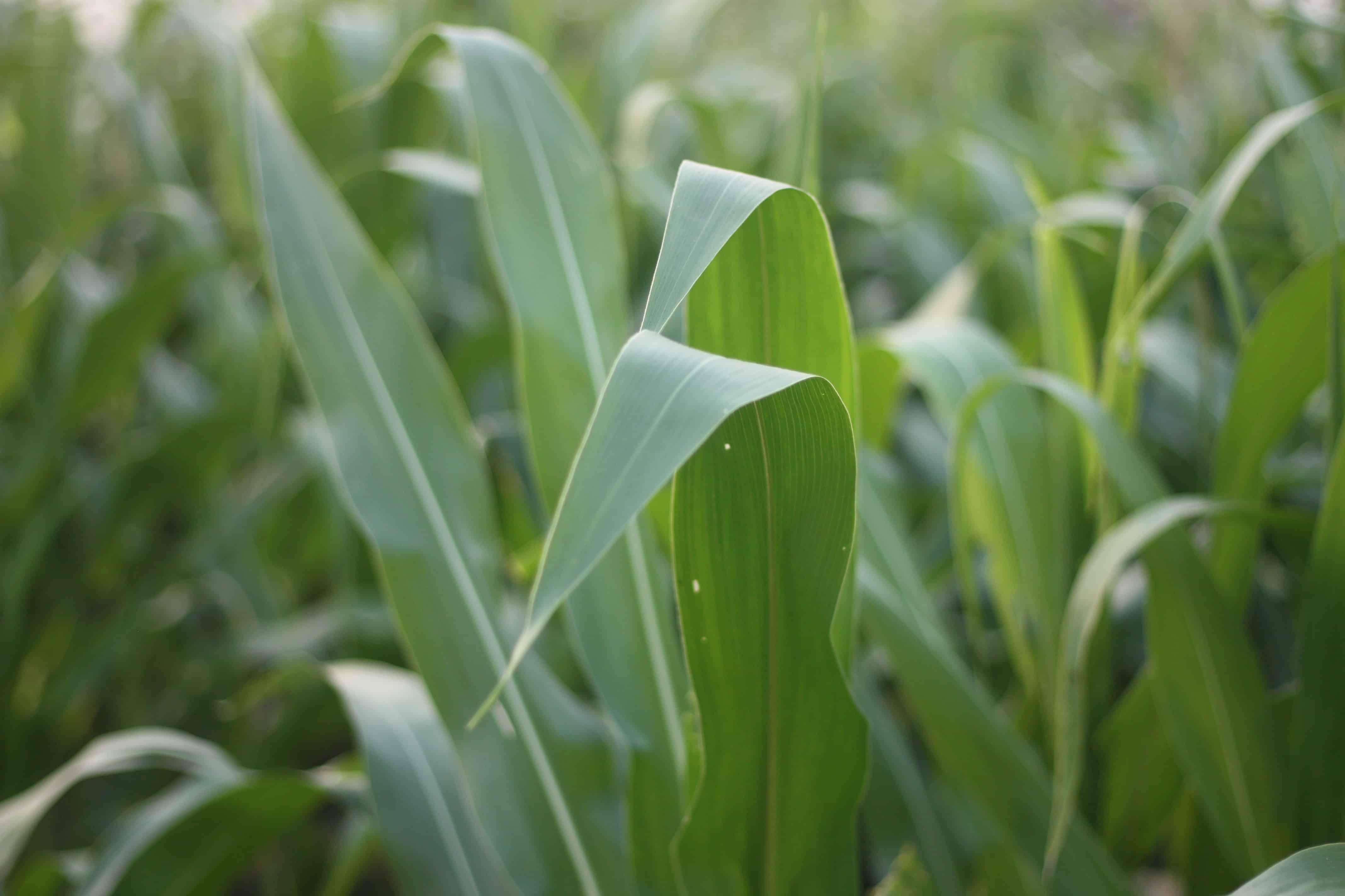 Wadhwani AI Secures $3.3M Grant from Google.org for Agritech Solutions