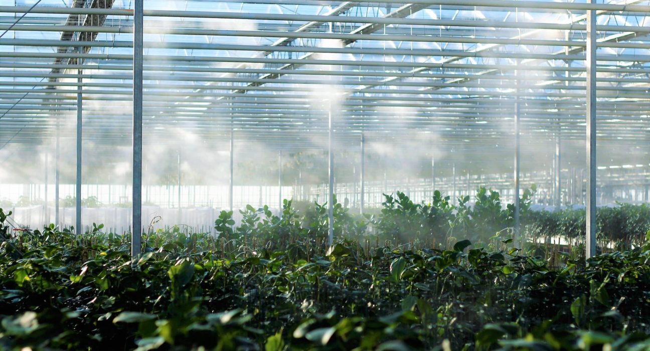 Boon Greenhouse and AI Grow unite for innovative horticultural automation, offering tailored, scalable farming solutions