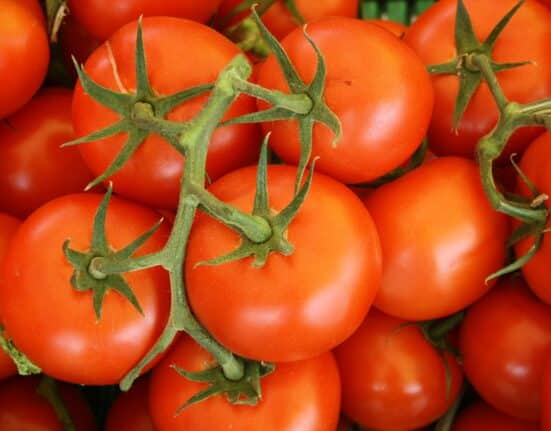 The U.S. Department of Commerce has officially terminated the 2019 Tomato Suspension Agreement reinstating tariffs on Mexican imports.