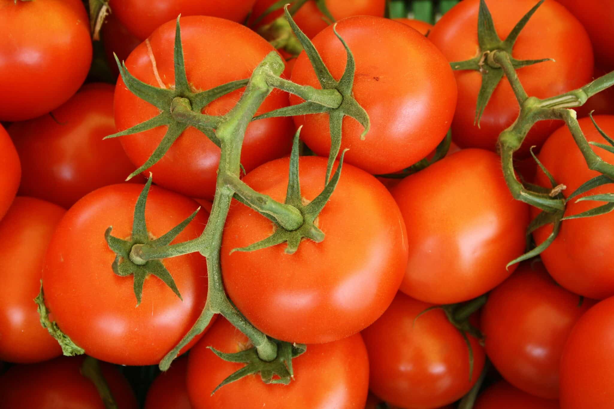 The U.S. Department of Commerce has officially terminated the 2019 Tomato Suspension Agreement reinstating tariffs on Mexican imports.