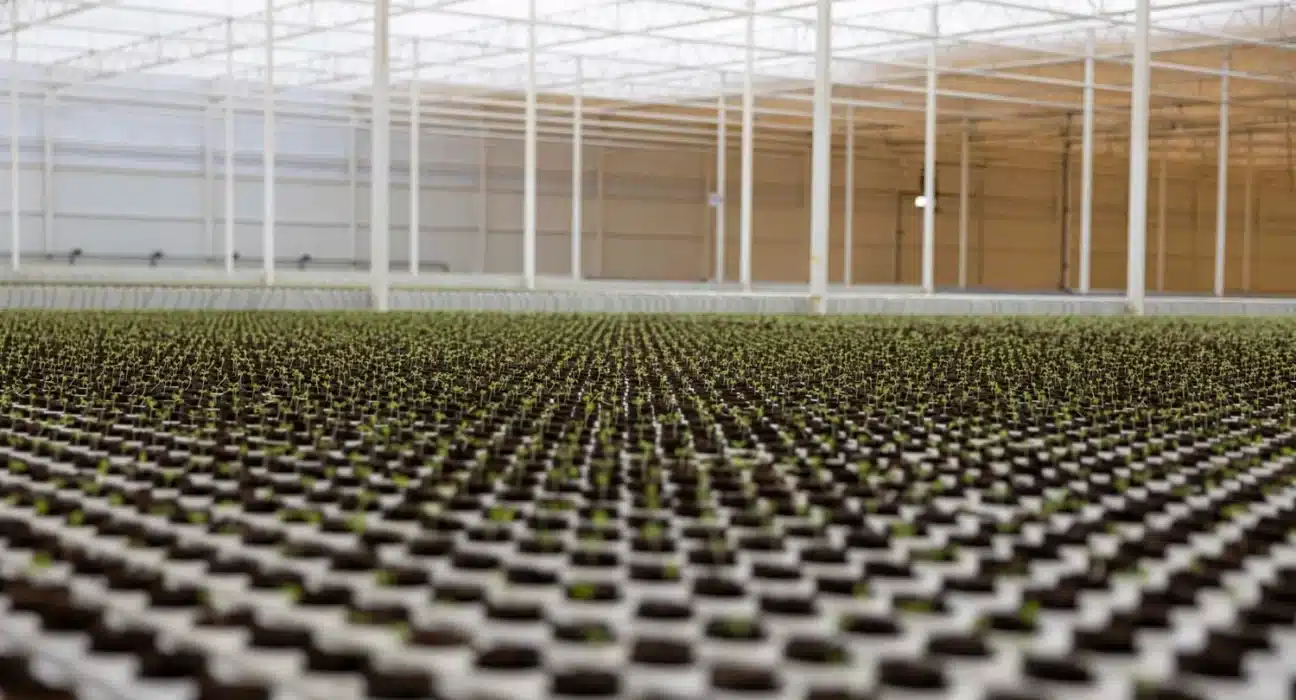 Saudi Arabia is making substantial strides in Agricultural Technology (AgTech), backed by robust government initiatives.