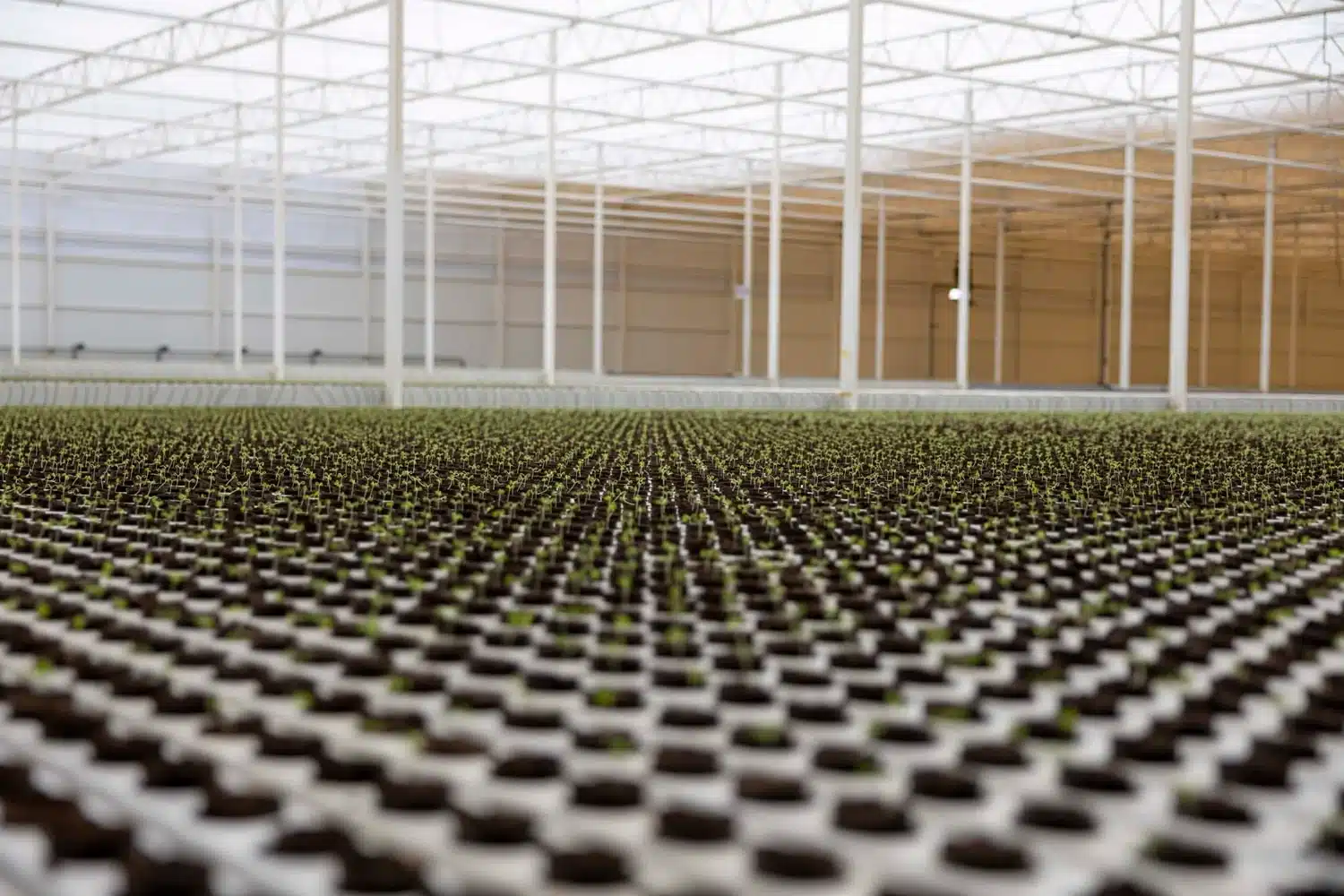 Saudi Arabia is making substantial strides in Agricultural Technology (AgTech), backed by robust government initiatives.