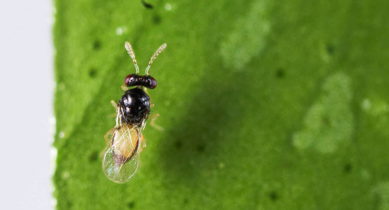 The California Department of Food and Agriculture (CDFA) is spotlighting biocontrol efforts during Invasive Plant Pest and Disease Awareness Month (IPPDAM) in April.