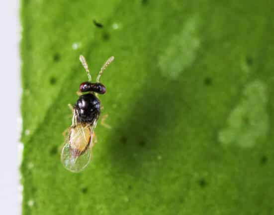 The California Department of Food and Agriculture (CDFA) is spotlighting biocontrol efforts during Invasive Plant Pest and Disease Awareness Month (IPPDAM) in April.
