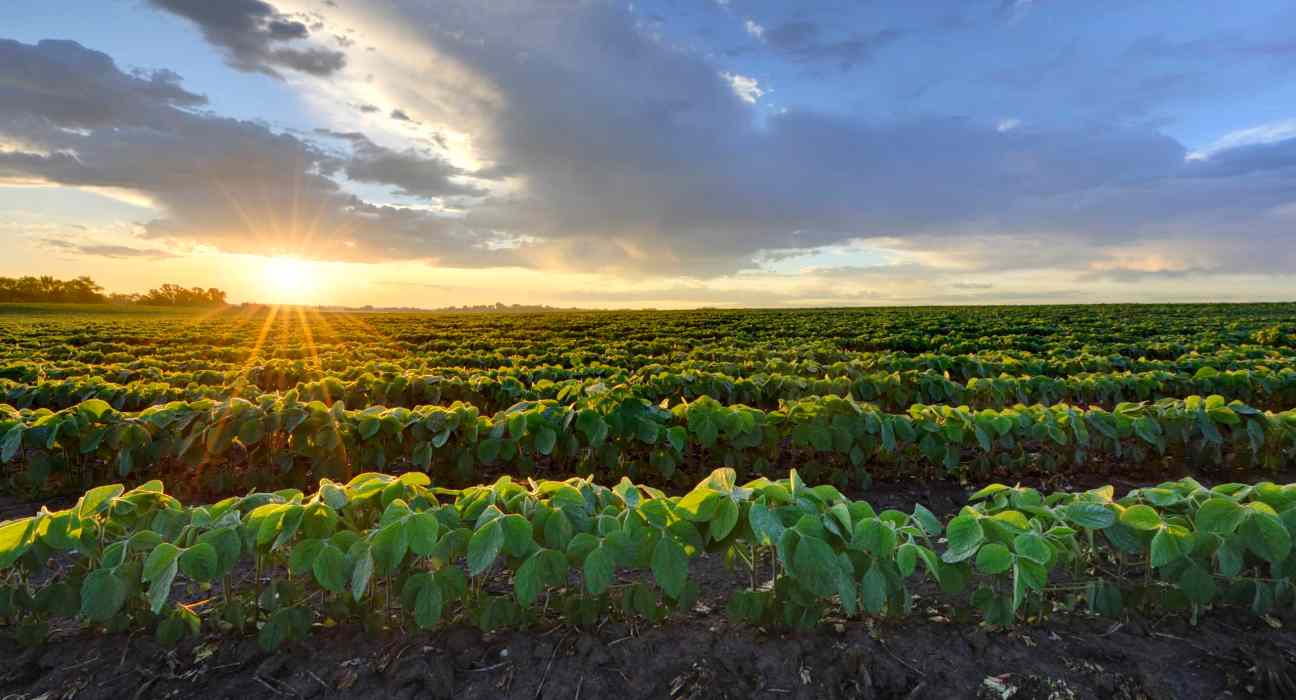 Xitavo soybean seed, distributed by BASF Agricultural Solutions, achieved outstanding results in the 2023 FIRST trials