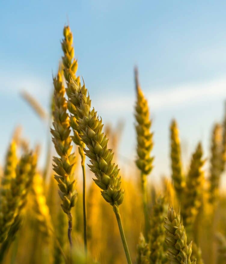 Ascribe Bio raises $12M Series A led by Corteva and Acre Ventures to launch Phytalix®, a next-generation sustainable biofungicide.
