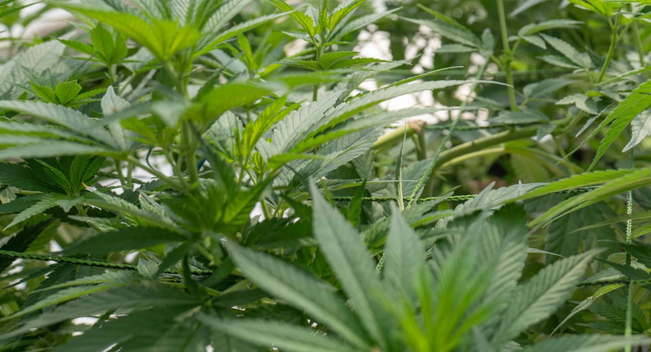 AgriCann Solutions Corp., a Canadian company, has announced the acquisition of a Cannabis 2.0 license from Health Canada. Agribusiness; Canabis; Cultures; Indoor Farming; Vertical Farming; AgTech; AgriTech