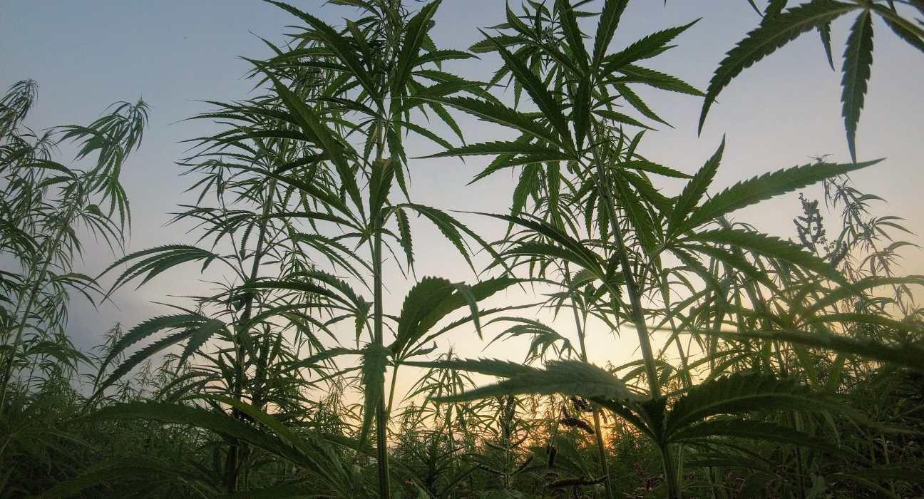 AgTech Company Hempalta Named Among Top 10 Startups at Calgary's 2023 Launch Party
