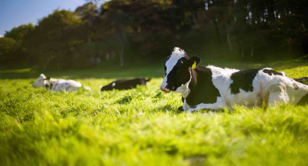 Nexture Bio, launched by Big Idea Ventures, innovates in alternative meat technologies for sustainability and rural economic growth.