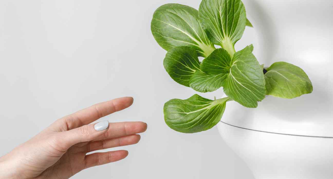 Vertical farming is often associated with high-tech solutions, but low-tech solutions are becoming more popular in urban and suburban areas.