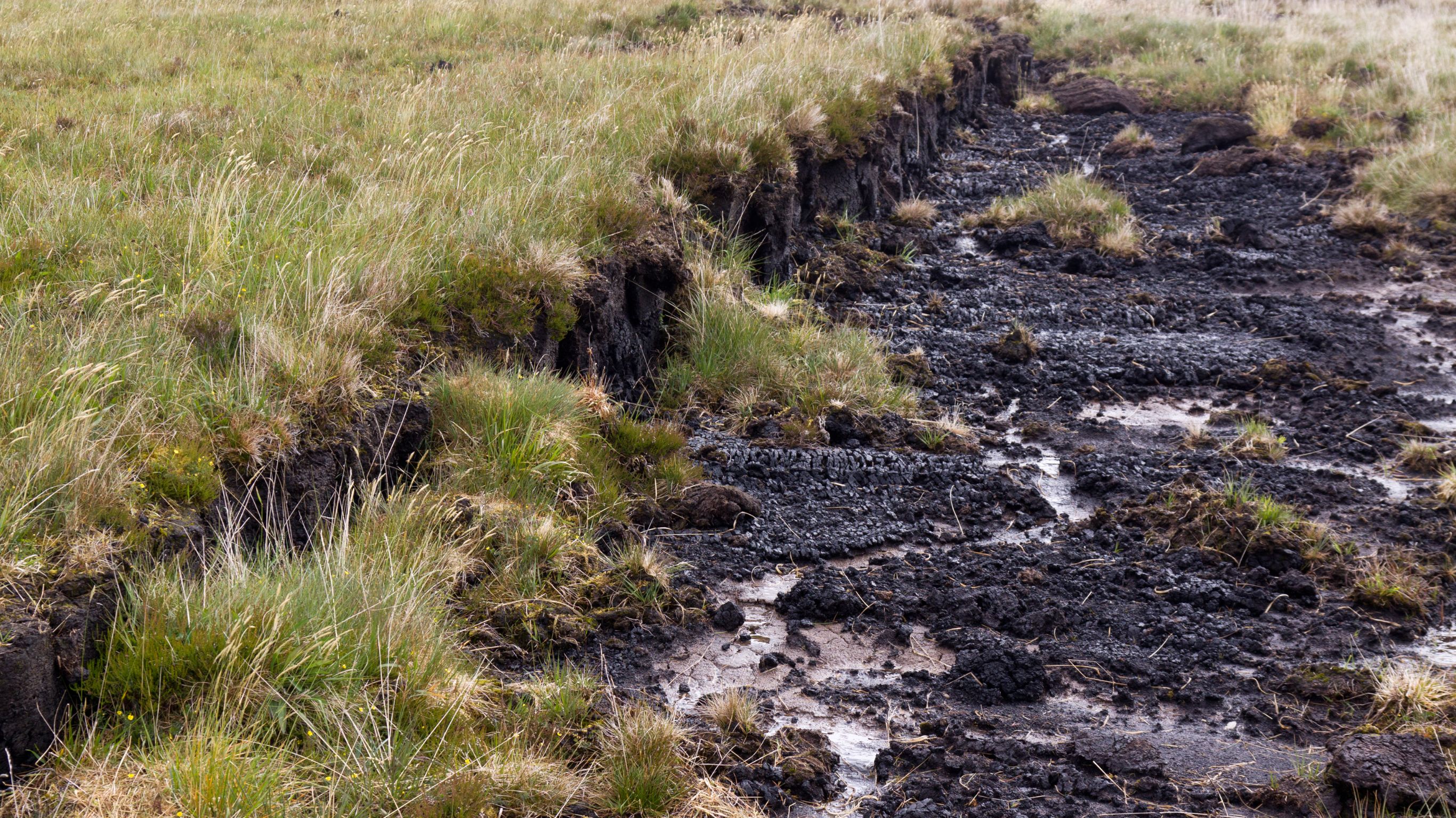 The study finds that contrary to other regions, increasing VPD caused by warming does not suppress vegetation growth in northern peatlands.
