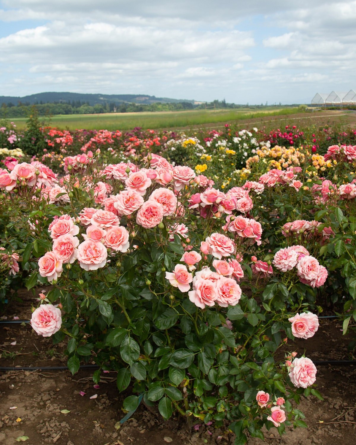 Heirloom Roses now offers its own-root roses, tailored for Canadian climates and known for their resilience, to gardeners across Canada.