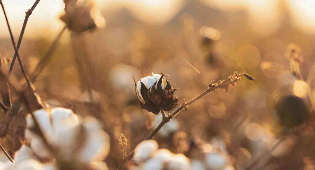 The U.S. Cotton Trust Protocol's third Annual Report reveals its significant growth to represent 23% of U.S. cotton acreage