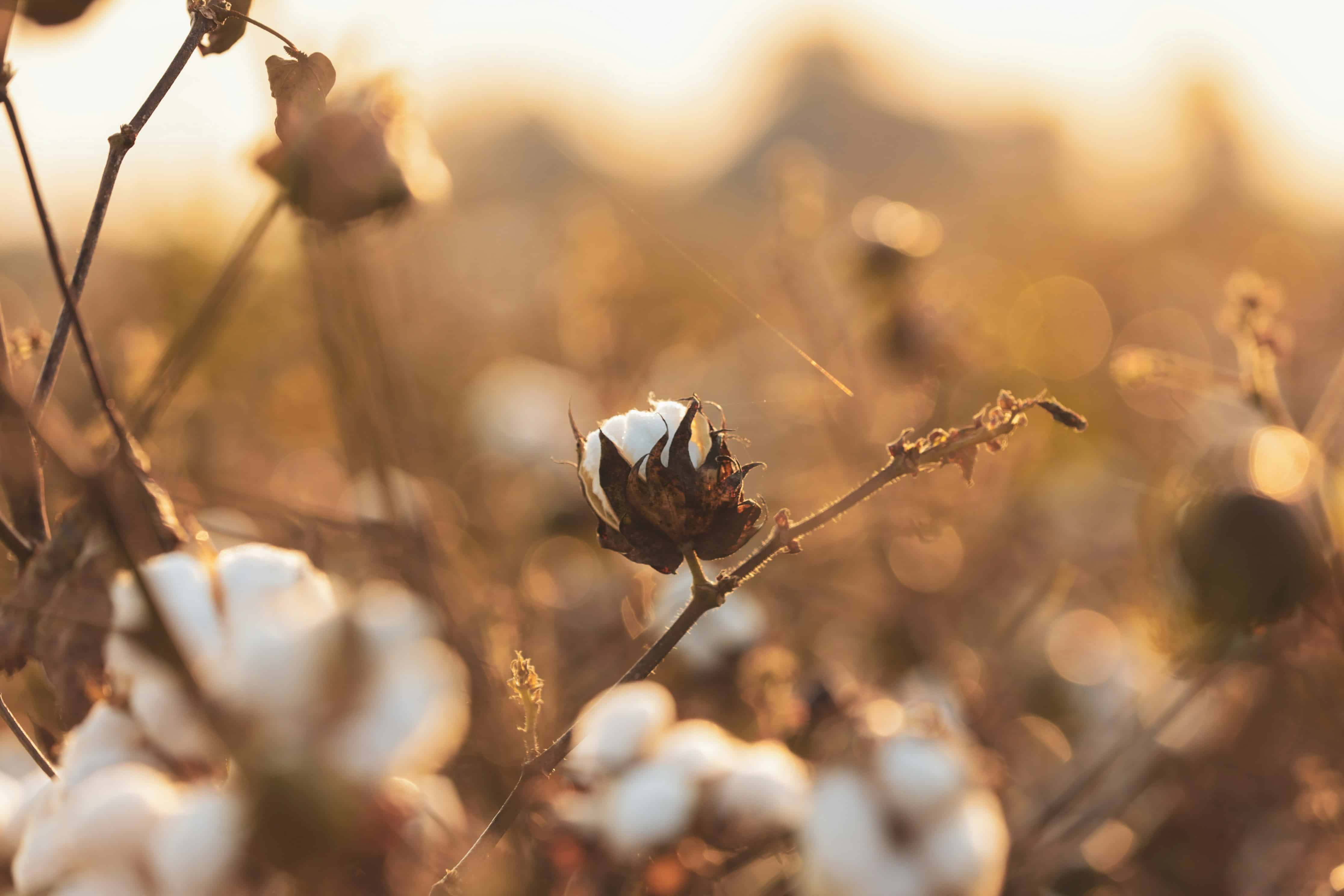 The U.S. Cotton Trust Protocol's third Annual Report reveals its significant growth to represent 23% of U.S. cotton acreage