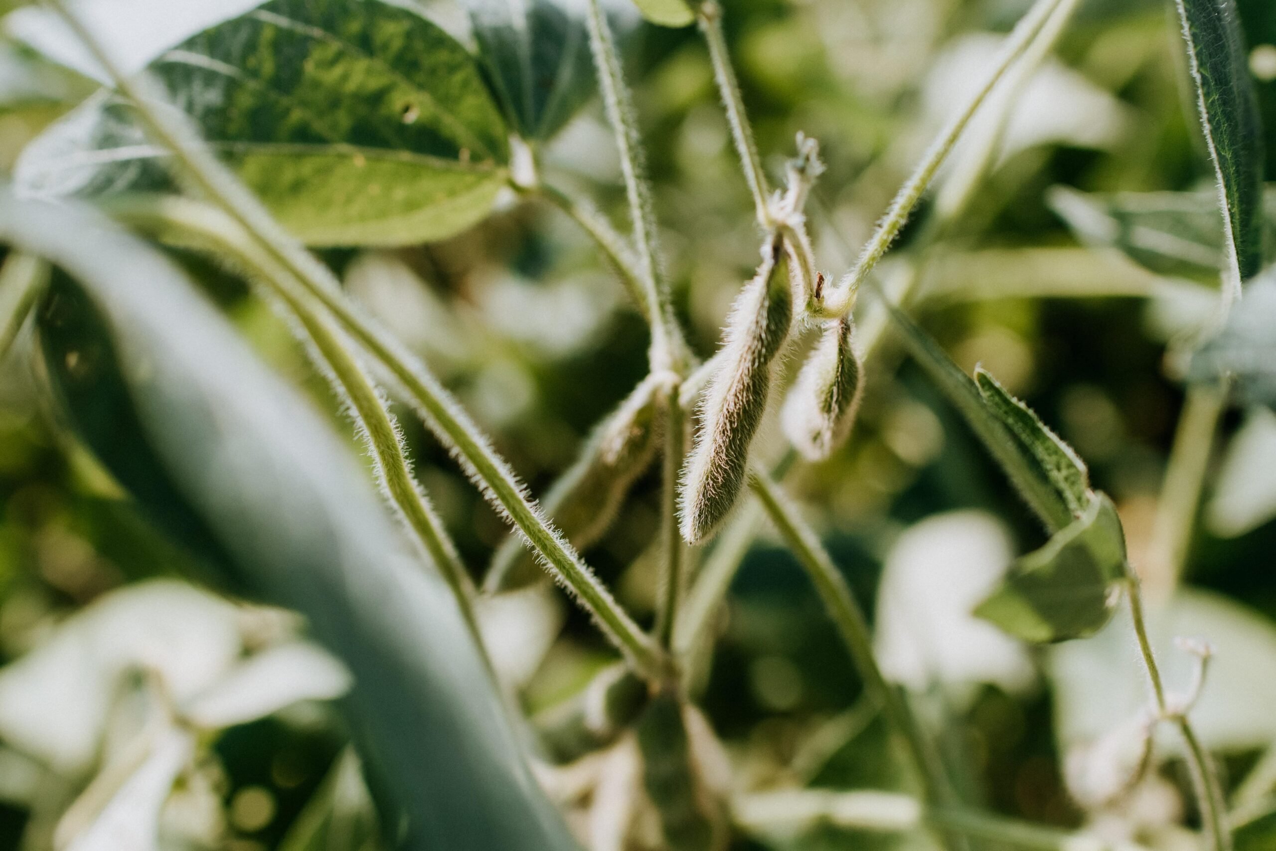 Plant Health Care's novel peptide-based nematicide, TEIKKO, offering environmentally friendly nematode control in soybeans. Soybean Oil, CoBank