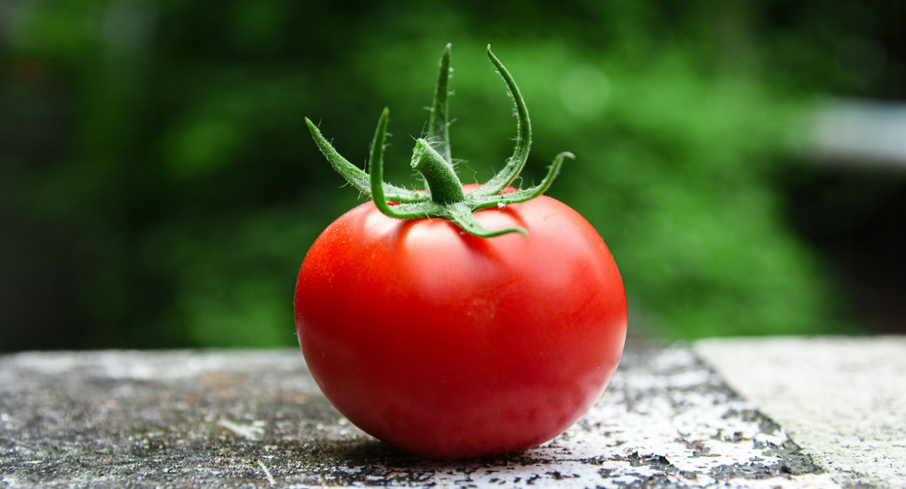 Abbas et al. (2024) conducted a study exploring the use of certain bacterial strains to combat Rhizoctonia root-rot in tomatoes.