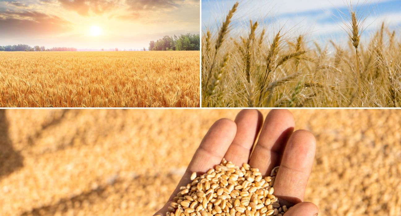 Wheat-Dasypyrum villosum translocation lines carrying Pm55 gene variants offer significant resistance to powdery mildew.