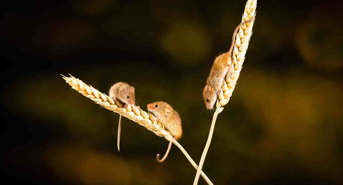 SenesTech, Inc. expands its innovative rodent fertility control product, Evolve, into open field agriculture.