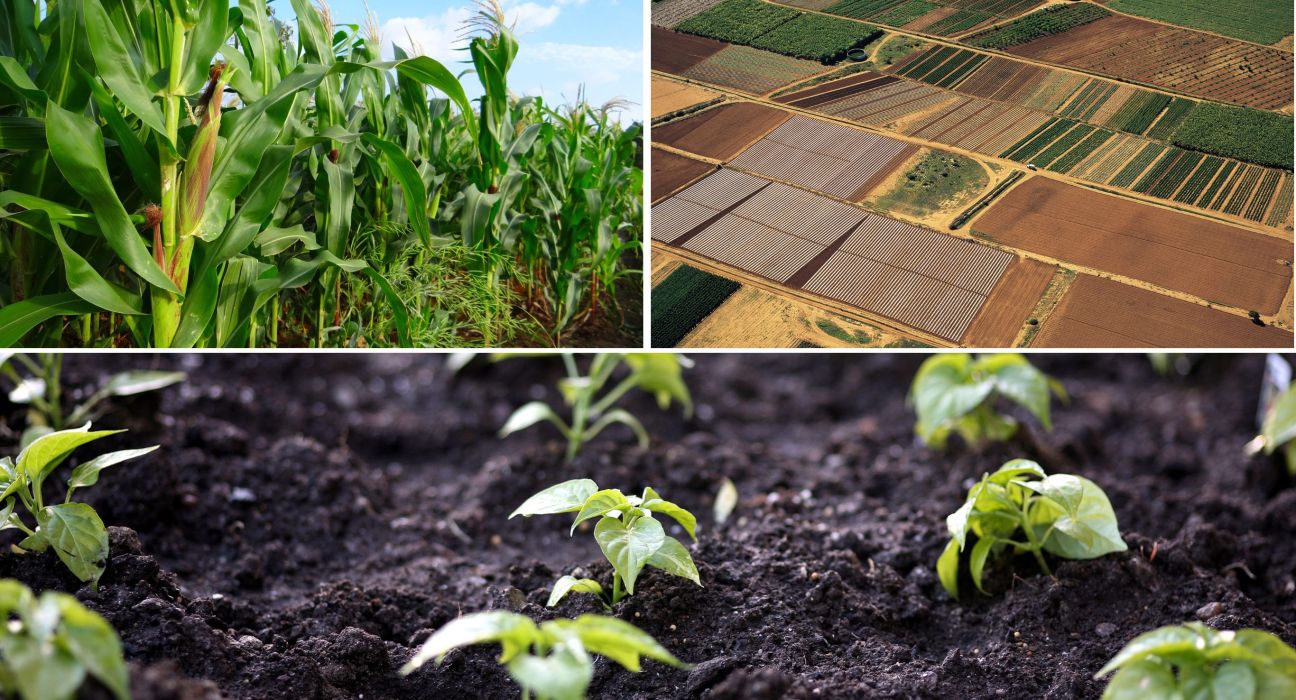 Raza et al. present a study that shifts the focus from plant genetic diversity to microorganisms' role in overyielding in plant communities.