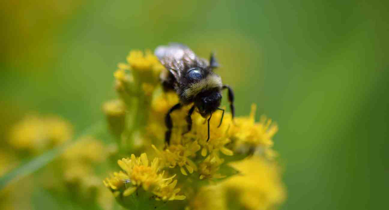 A study by Tuo et al. revealed the substantial role vertebrates play in global biogeochemical cycling, particularly in plant decomposition.