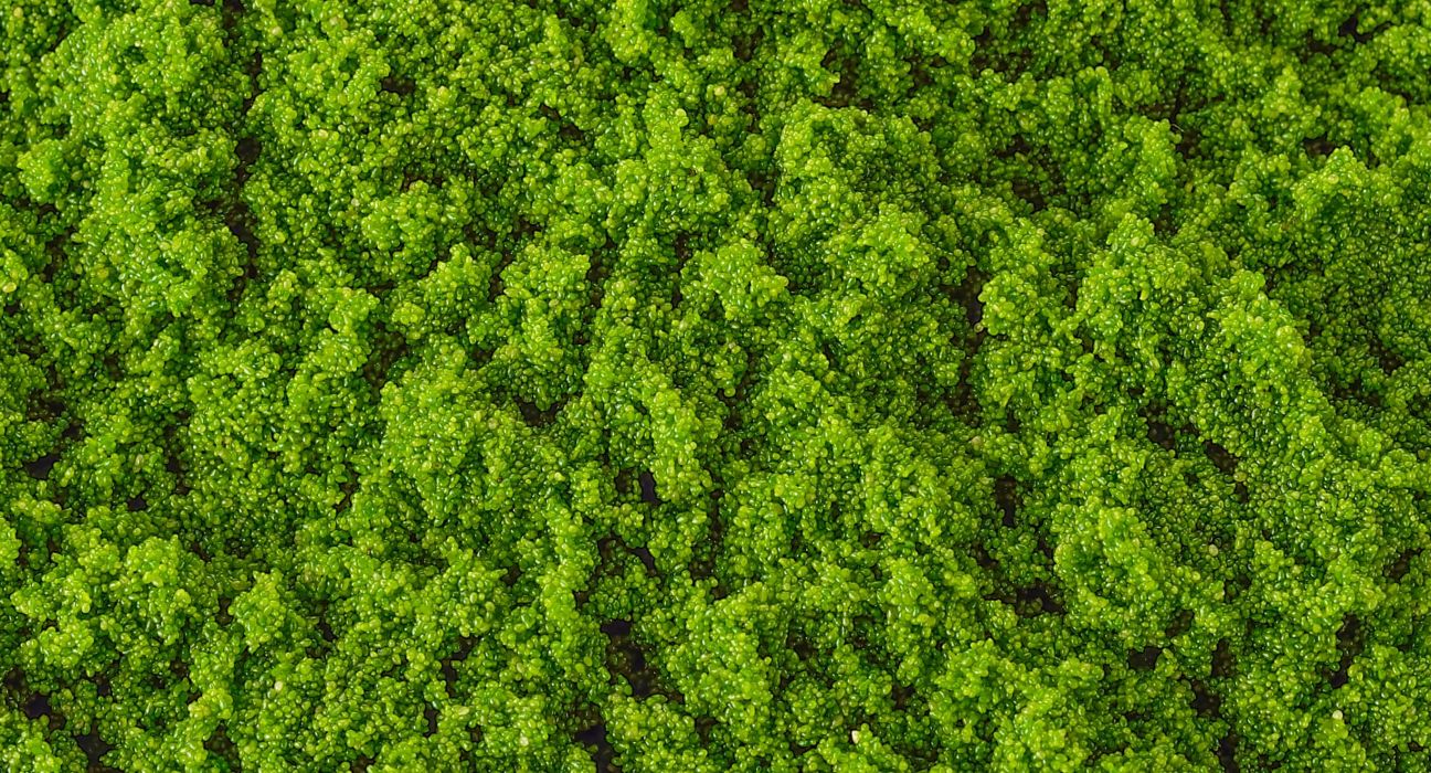 Leone Ermes Romano et al. studied the impact of varied gravitational conditions on water lentils to assess its viability as a space crop