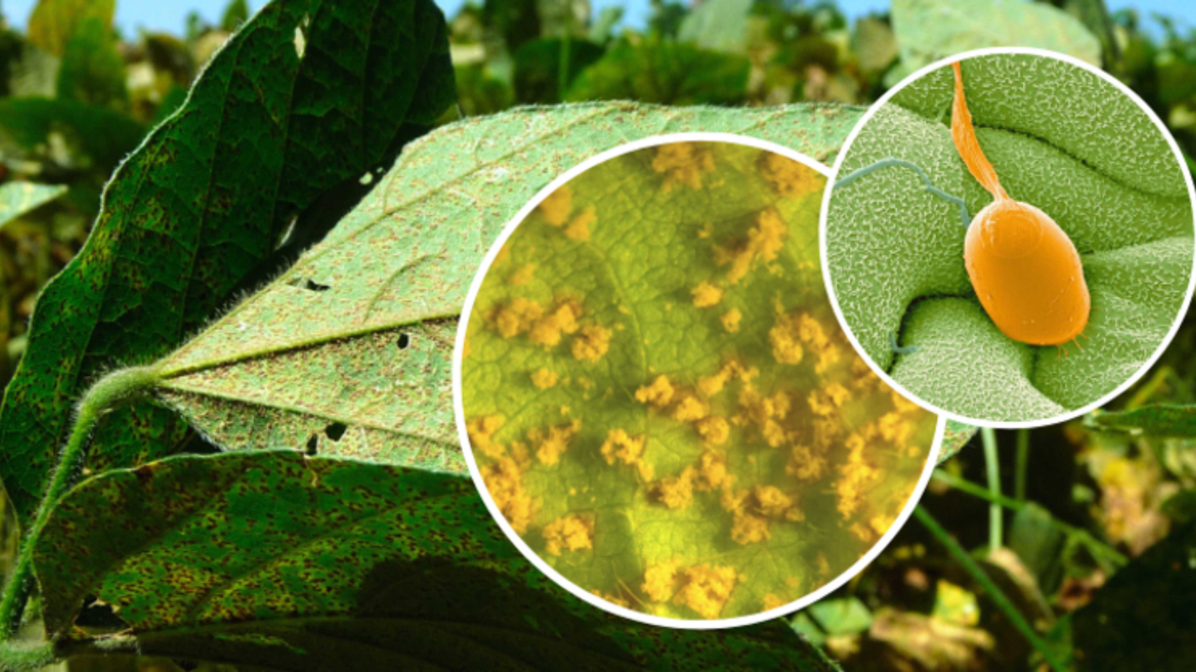 Successful identification of resistance genes against Asian Soybean Rust through a collaboration between 2Blades and Bayer Crop Science.