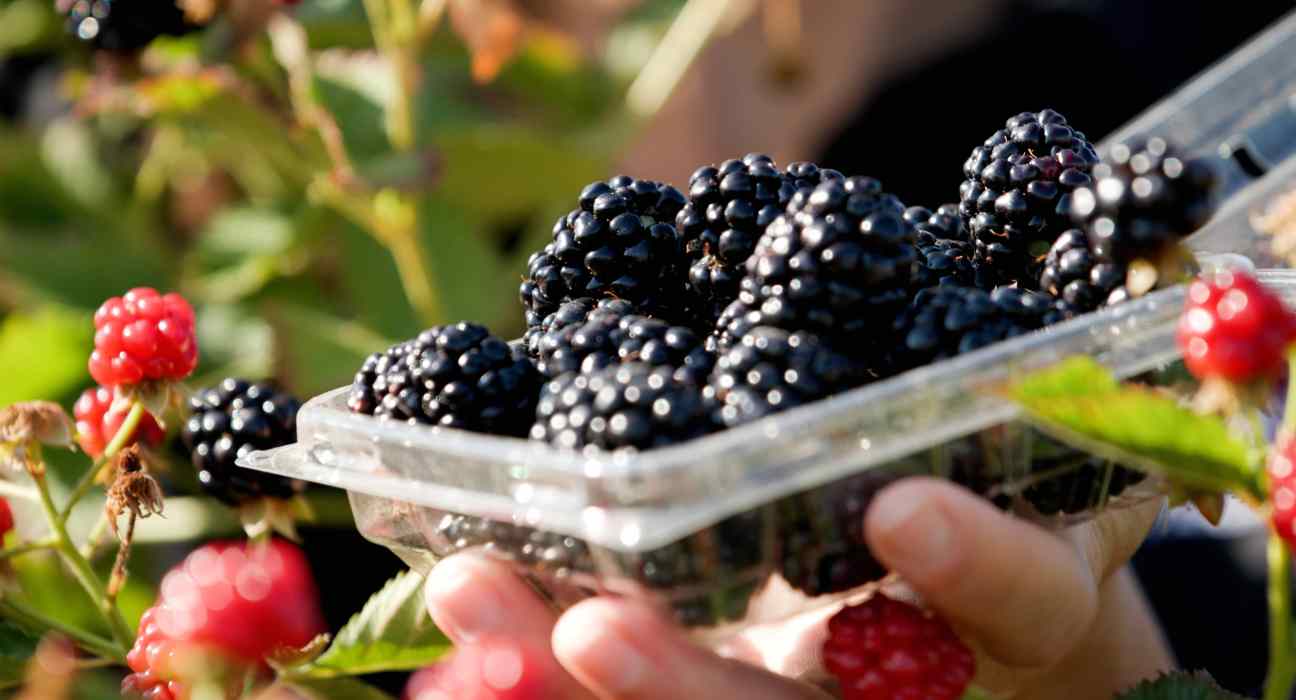 The Arkansas Fruit Breeding Program has released Sweet-Ark® ImmaculateTM, a new late-season, thornless blackberry variety