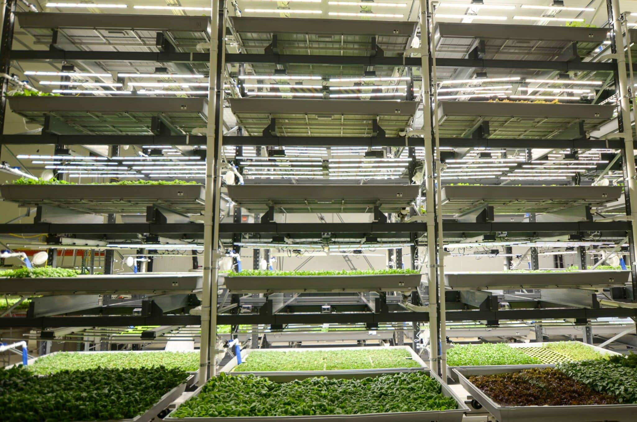 SecondBloom, in partnership with M Davis Group, will conduct the complete liquidation of Bowery Farming’s 200,000 sq. ft. vertical farming facility in Locust Grove, Georgia—one of the largest in industry history.