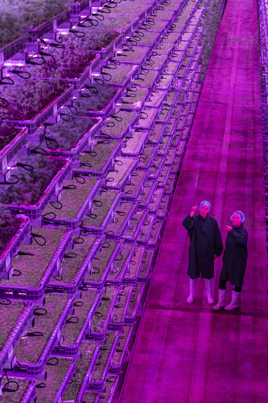 Jones Food Company's opening of JFC2, a state-of-the-art vertical farm, showcases a major advancement in sustainable agriculture