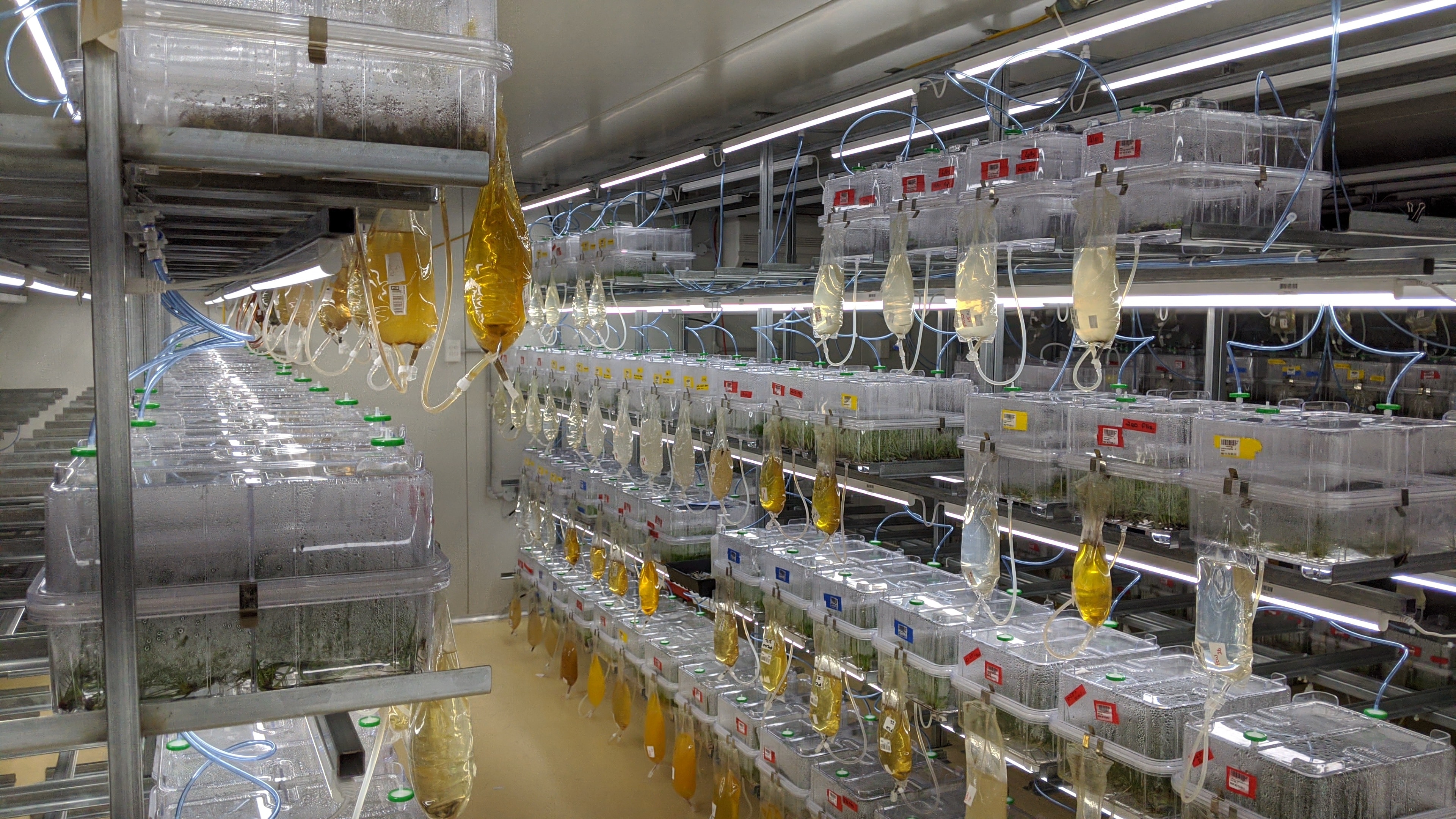 NXT Bioscience has announced the completion of its acquisition of Lowes TC, marking a pivotal moment for the company.
