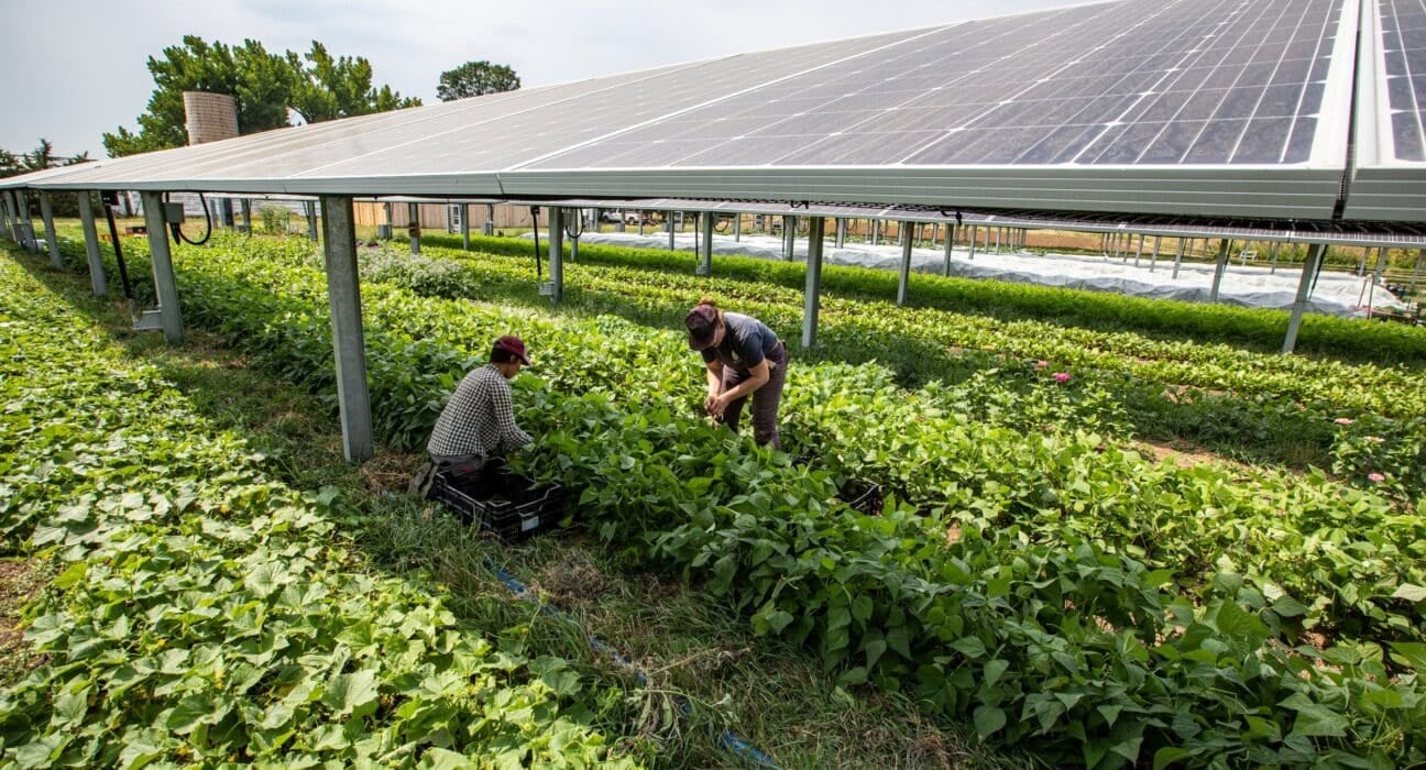 Lightstar Renewables announces the Plains Road Agrivoltaics project that integrates solar energy generation with continued agricultural use.