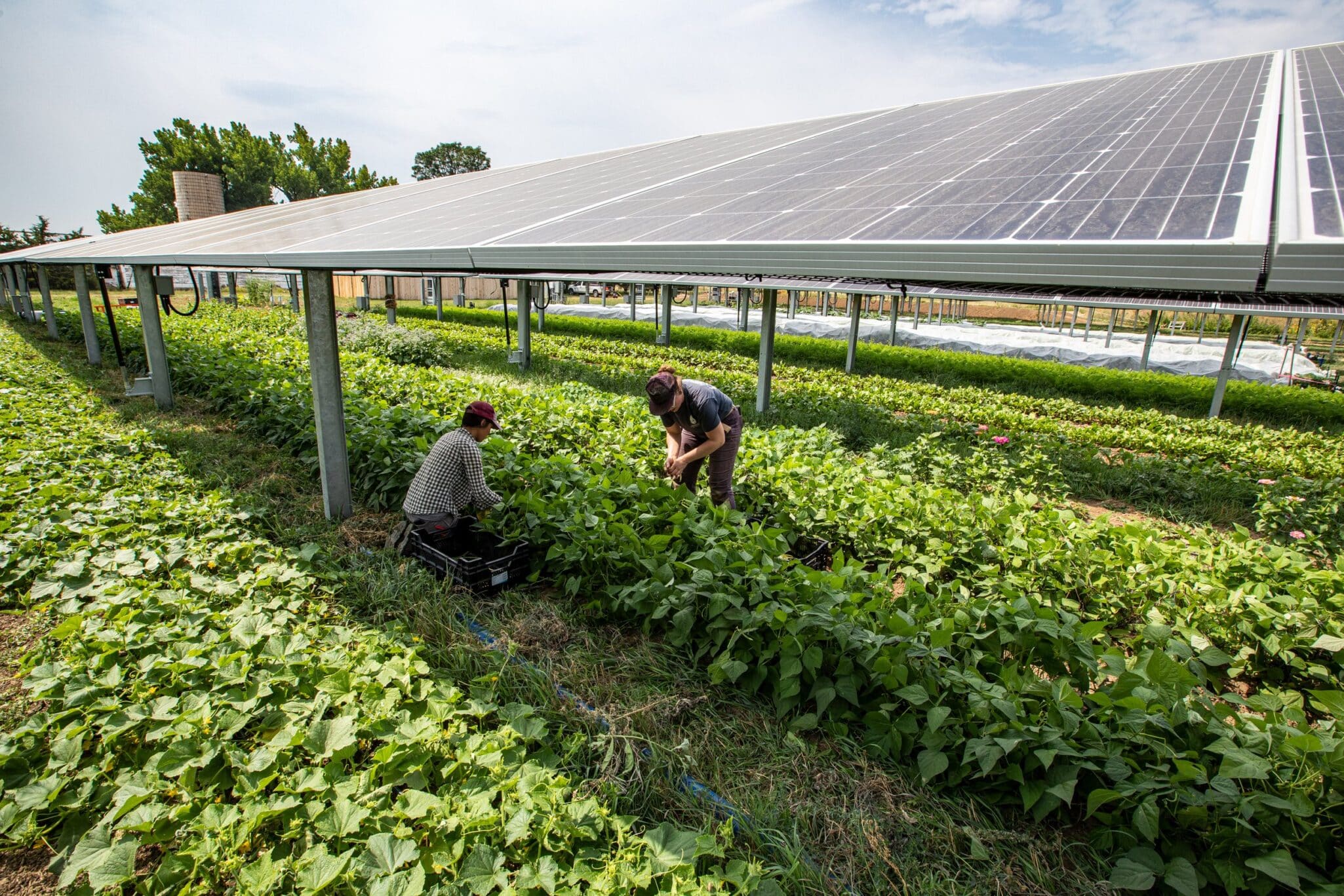 Lightstar Renewables announces the Plains Road Agrivoltaics project that integrates solar energy generation with continued agricultural use.