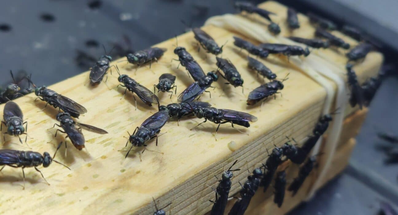 Manna Insect has launched Insect Farm Hub, a digital platform for learning, managing, and scaling insect farming globally.