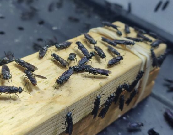 Manna Insect has launched Insect Farm Hub, a digital platform for learning, managing, and scaling insect farming globally.