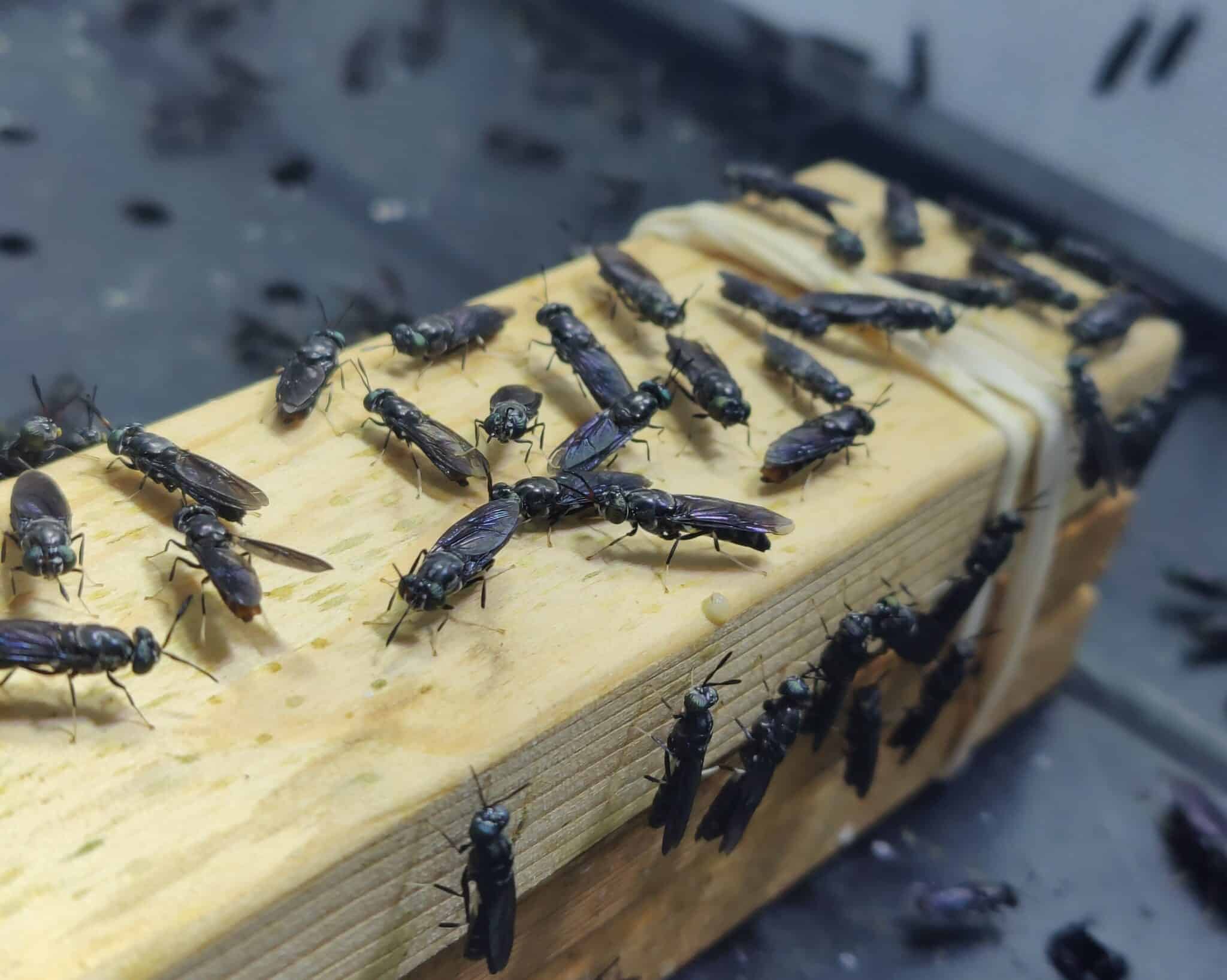 Manna Insect has launched Insect Farm Hub, a digital platform for learning, managing, and scaling insect farming globally.