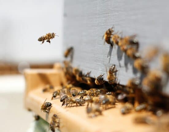 TOMI Environmental Solutions’ SteraMist® ionized hydrogen peroxide shown to significantly inactivate DWV, a cause of honeybee colony collapse