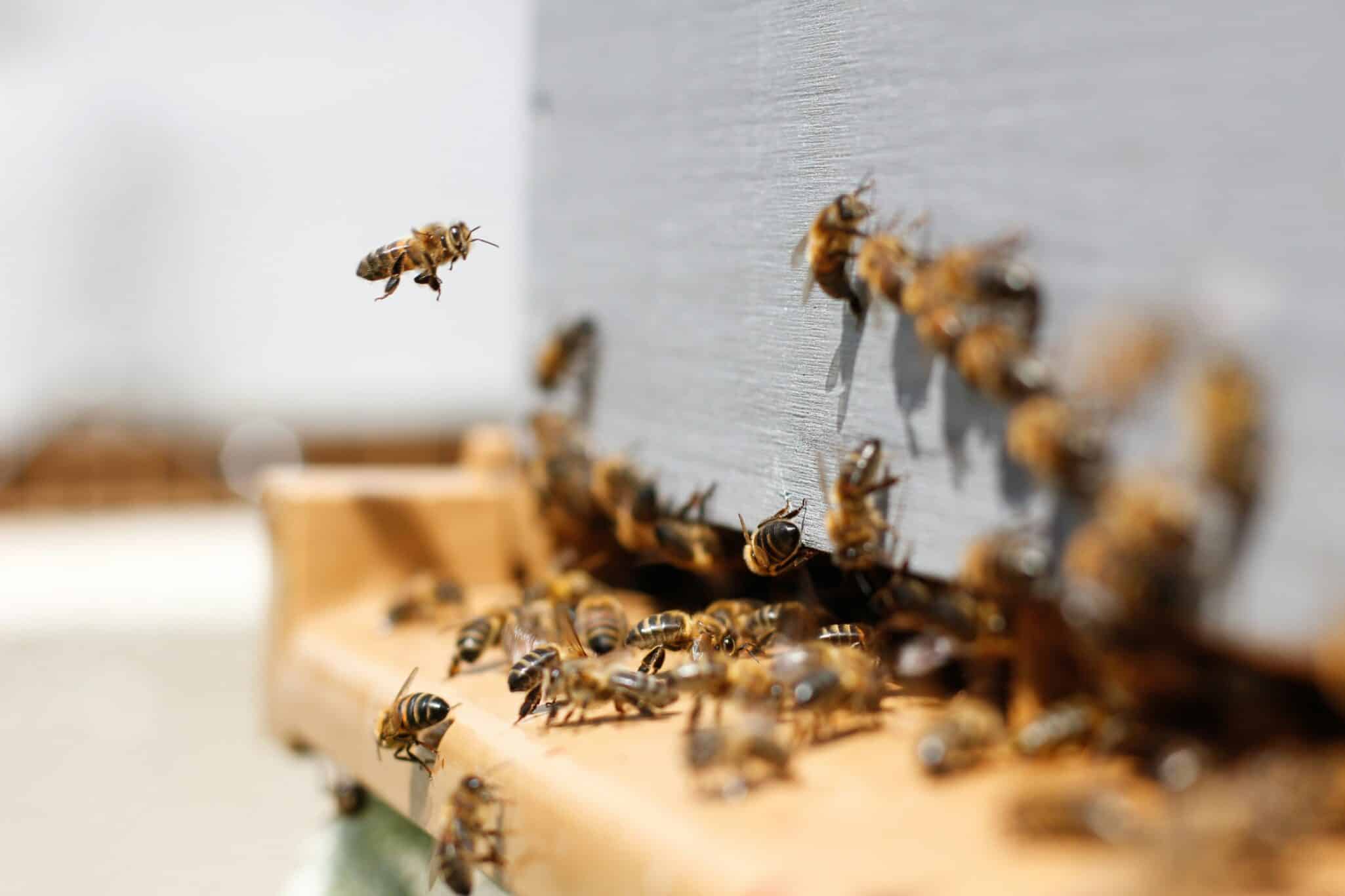 TOMI Environmental Solutions’ SteraMist® ionized hydrogen peroxide shown to significantly inactivate DWV, a cause of honeybee colony collapse