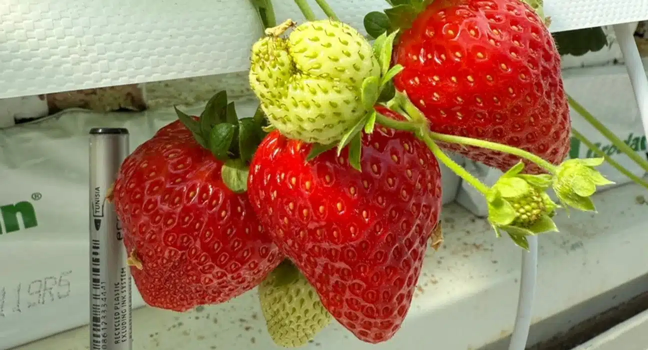 KUBO’s trial greenhouse is testing how strawberries can be scaled in Ultra-Clima greenhouses with an emission-free CO₂ dosing strategy.