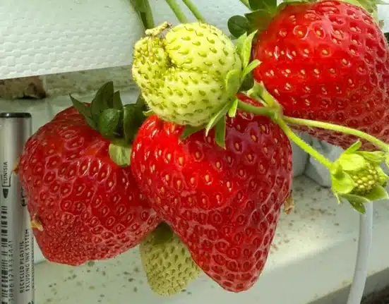 KUBO’s trial greenhouse is testing how strawberries can be scaled in Ultra-Clima greenhouses with an emission-free CO₂ dosing strategy.