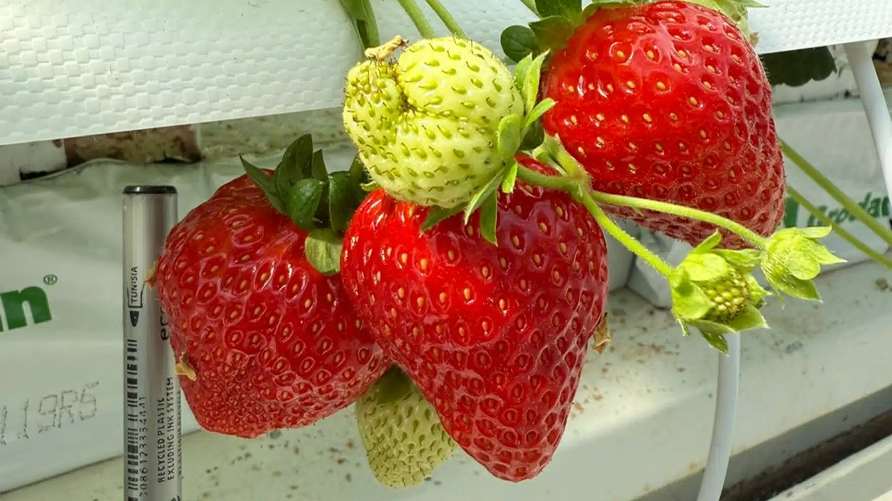 KUBO’s trial greenhouse is testing how strawberries can be scaled in Ultra-Clima greenhouses with an emission-free CO₂ dosing strategy.